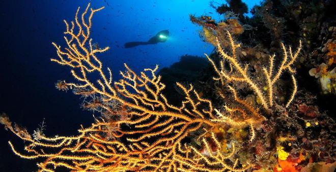 Scatti dagli abissi, ecco l’Elba nascosta 