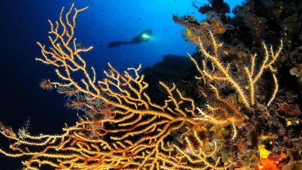 Scatti dagli abissi, ecco l’Elba nascosta