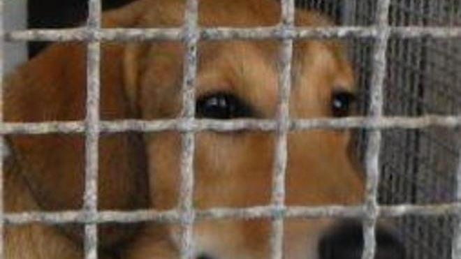 Cuccioli che cercano casa e adulti adottati, come Pedro
