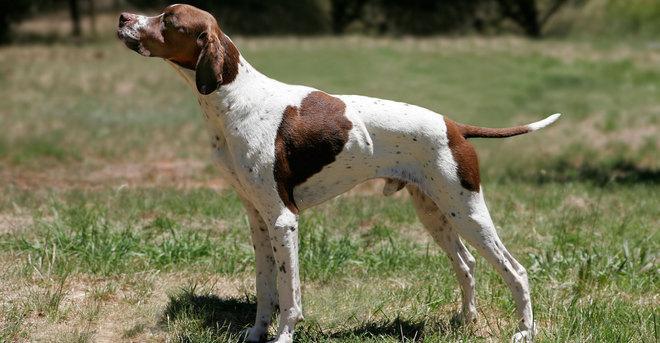 I cani di Paggetti verso l’europeo 