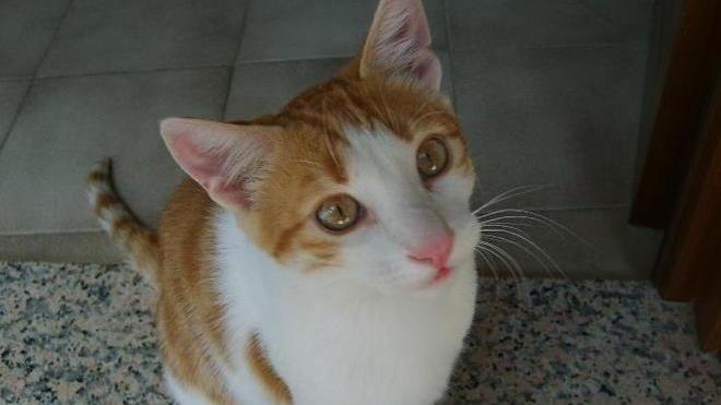 Micio fa 400 km in tre mesi e torna a casa