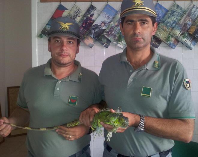 Catturato un esemplare di iguana femmina in un giardino 