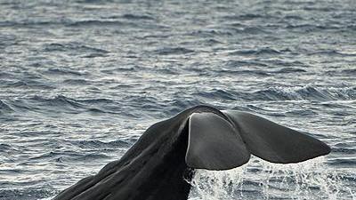Ambiente: aumentano avvistamenti cetacei nel Nord Sardegna 