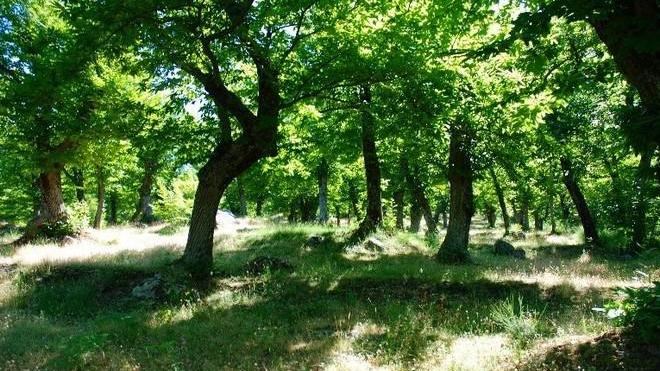 Escursioni e castagne, scoppia il caso