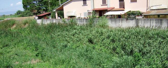 La vegetazione invade l’alveo del torrente