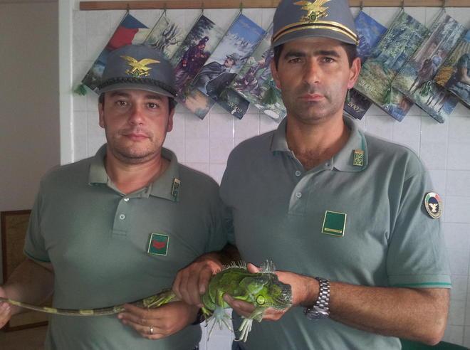 Iguana catturato su un albero in giardino 