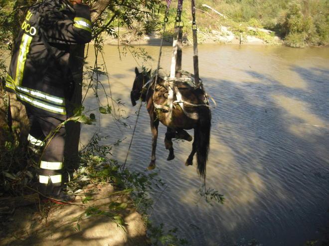 Cavalla cade nell’Arno, salvata dai vigili del fuoco 