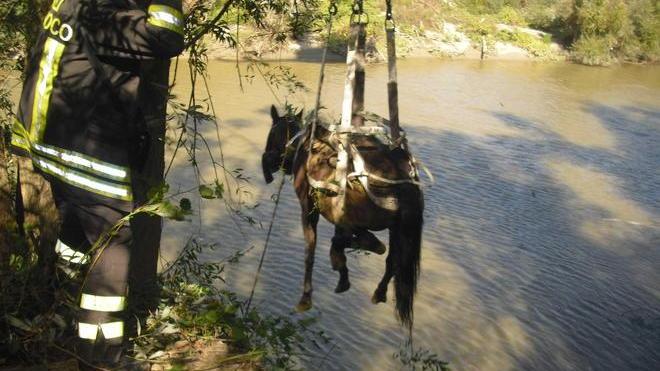 Cavalla cade nell’Arno, salvata dai vigili del fuoco