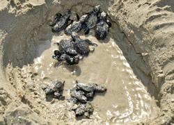 Sulla spiaggia 22 piccoli esemplari di tartarughe marine 