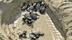 Sulla spiaggia 22 piccoli esemplari di tartarughe marine