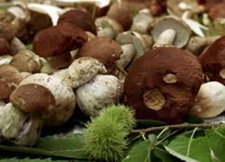 Fungaioli abusivi nell’Oasi Dynamo: multe salate e porcini sequestrati 
