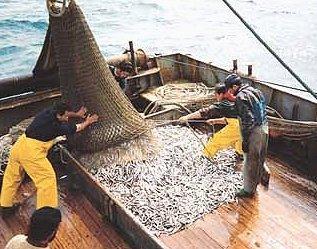 Scatta il fermo biologico, stop alla pesca a strascico 