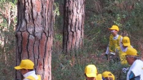 La pineta pulita dagli alunni della Collodi