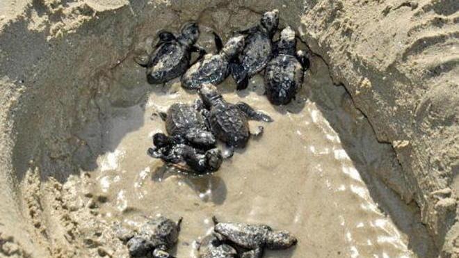 Un’altra baby tartaruga trovata sulla spiaggia