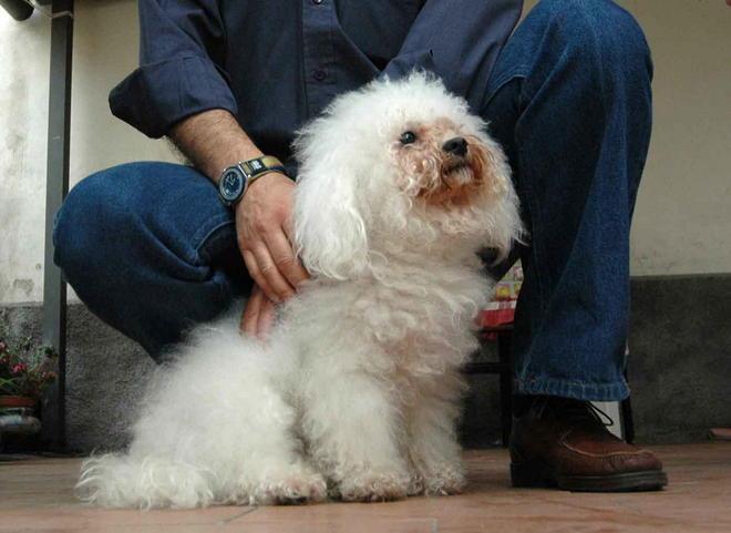 Spariscono due cani, si pensa a un furto 