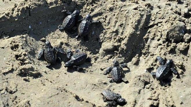 Sorpresa: nate in spiaggia 22 tartarughe