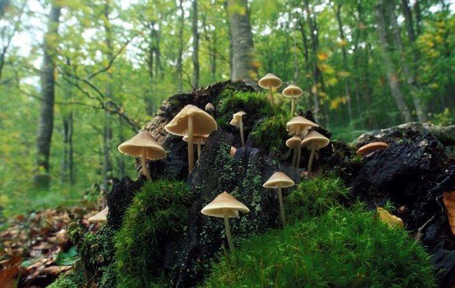 Escursioni, cultura, gastronomia e arte 