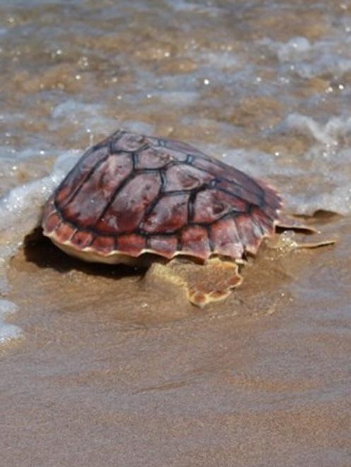La Caretta caretta è ritornata in libertà 
