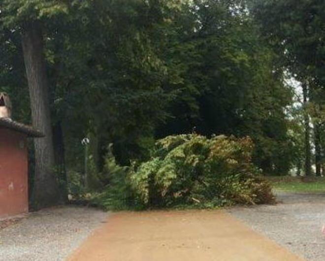 Maltempo, cade un albero al baluardo San Regolo 