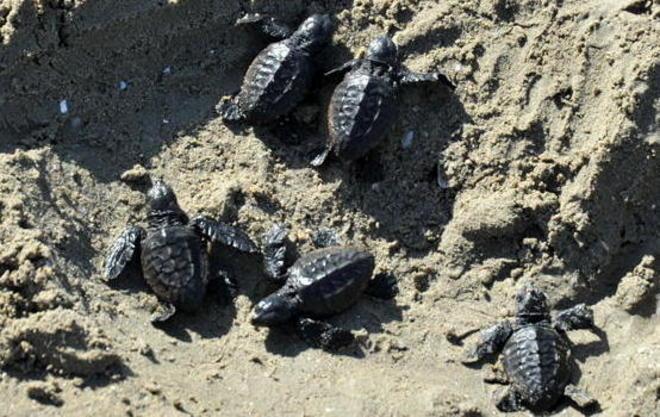 Baby tartarughe Soccorsi e transenne per i “cuccioli” 