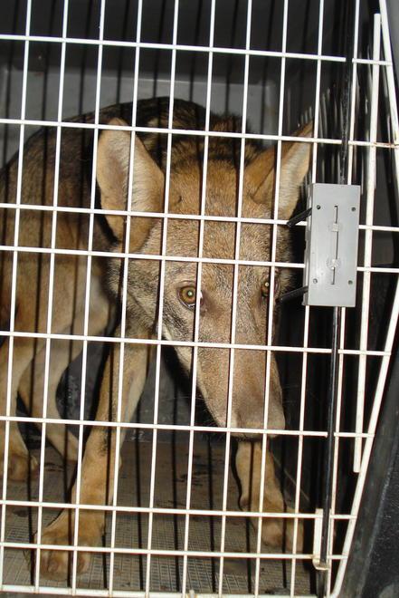 Razzía di pecore Catturato un ibrido tra cane e lupo 