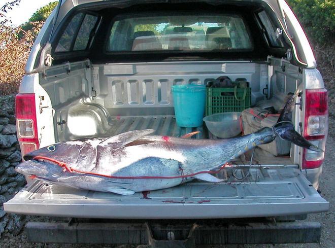 Tonno nell’auto: multati per pesca abusiva 