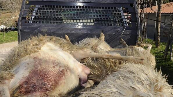 Nuovo attacco dei predatori: pecore uccise alla Baggiolina