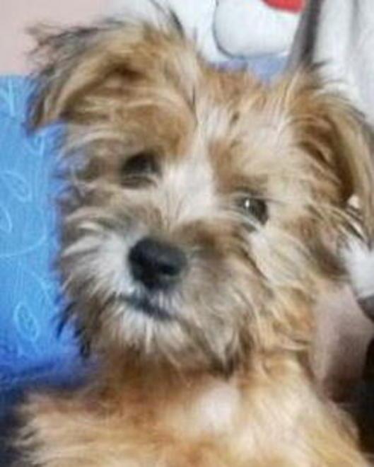 Cucciolo abbandonato, vigili al lavoro
