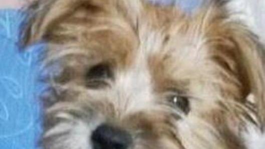 Cucciolo abbandonato, vigili al lavoro