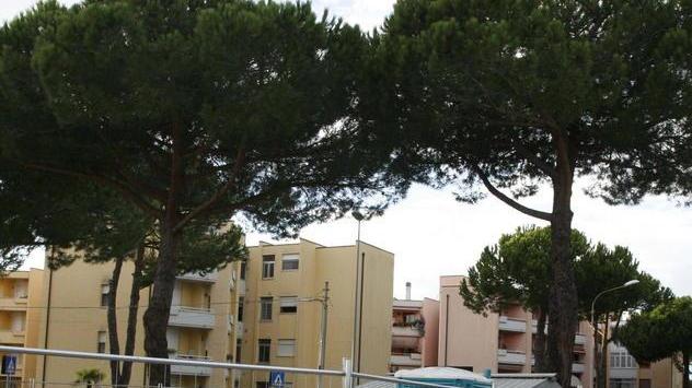 Pini a rischio taglio per fare posto alla pista ciclabile