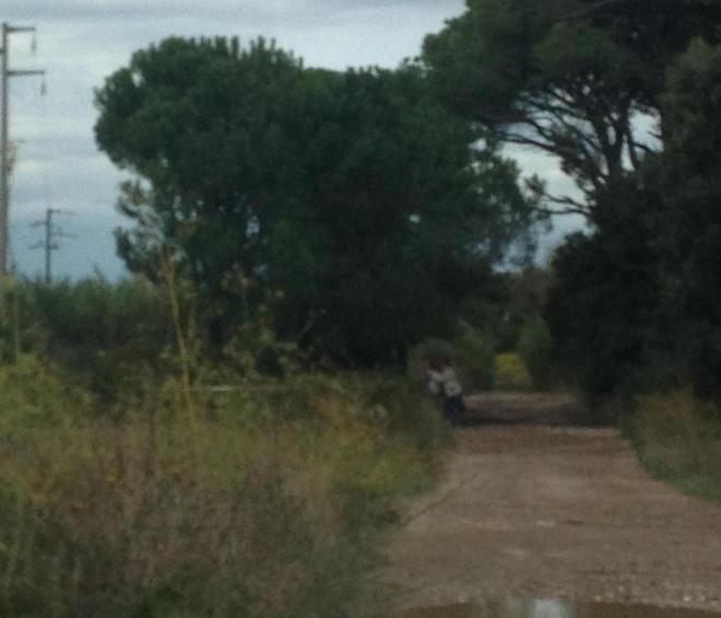 Squillo in azione in pieno giorno 