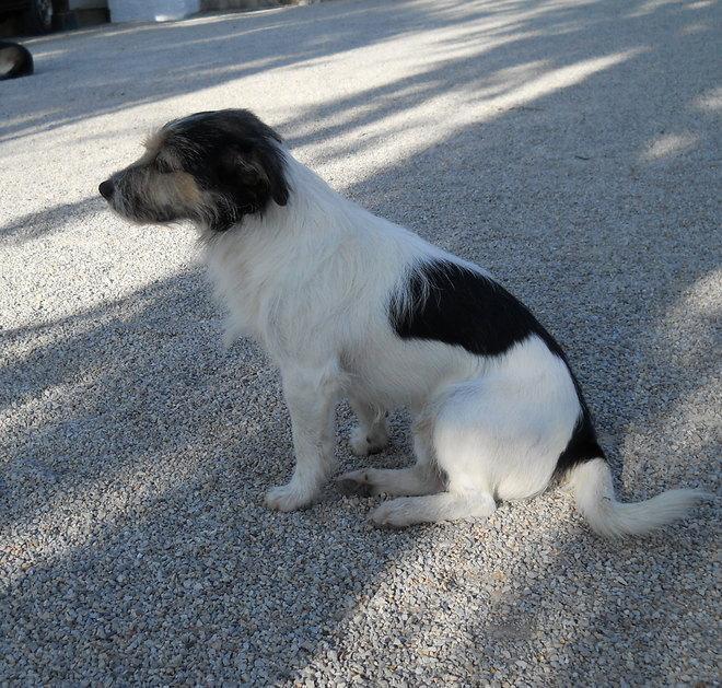Buraccio, smarrito il piccolo Snoopy 