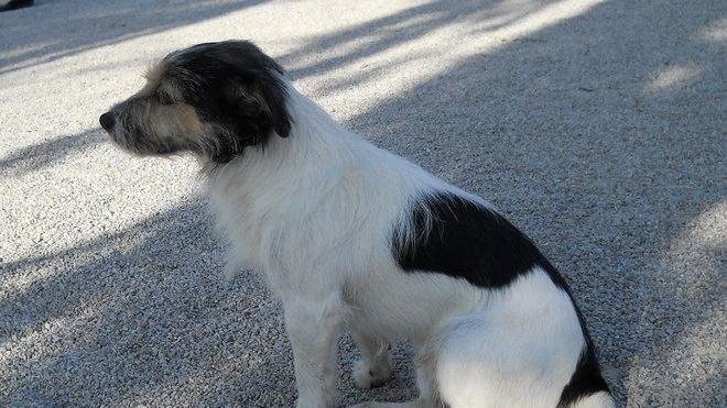 Buraccio, smarrito il piccolo Snoopy