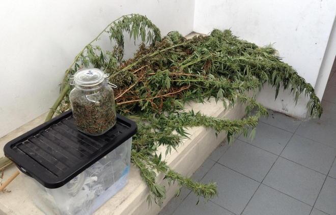 In soffitta un laboratorio per la marijuana 