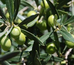 Si festeggia l’olio nuovo a Vangile
