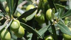 Si festeggia l’olio nuovo a Vangile