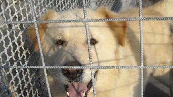 Cani, gatti e il centro ormai dimenticato