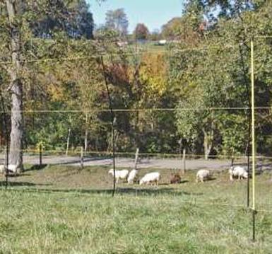Reti e cani: le domande entro il 7 novembre