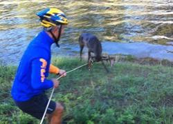 Daino cade in acqua e rischia di annegare: salvato in extremis da due cicloamatori
