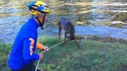 Daino cade in acqua e rischia di annegare: salvato in extremis da due cicloamatori