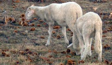 Macellazione rituale: 200 agnelli a Massa, esposto animalisti 