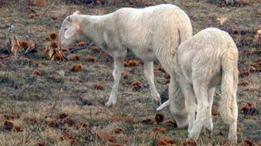 Macellazione rituale: 200 agnelli a Massa, esposto animalisti