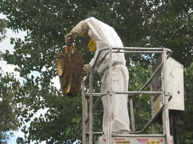 Parco invaso dalle api: il nido gigante deve essere rimosso 