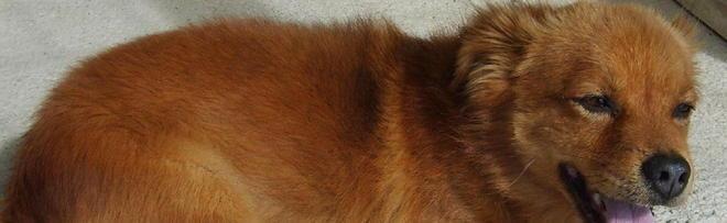 Chi ha smarrito questo cagnolino?