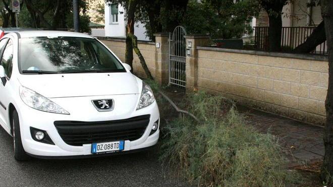 Albero sull’auto e vigili in ritardo