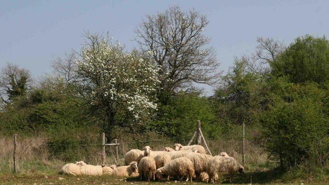 Lav. no agli appelli sulle stragi di lupi e canidi