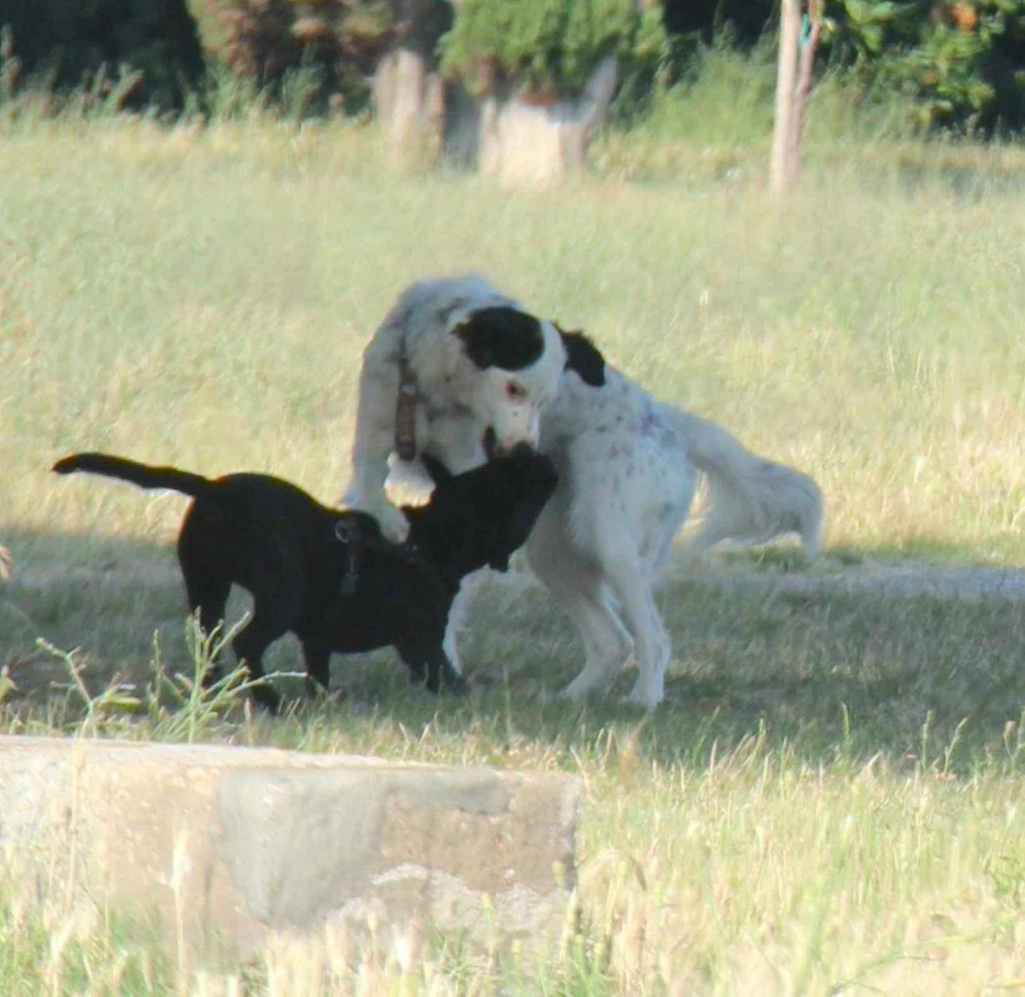 Vendita di cuccioli con truffa: indagine in due regioni 