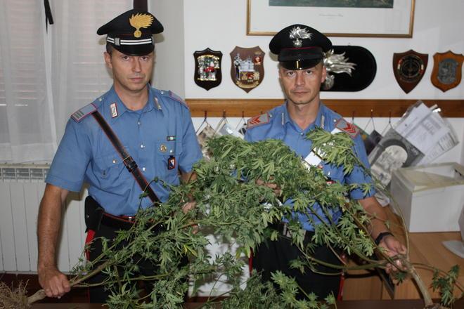 “Alberi” di marijuana nell’orto, scatta la denuncia 