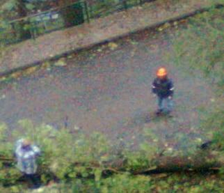 La bufera di vento fa strage di alberi 