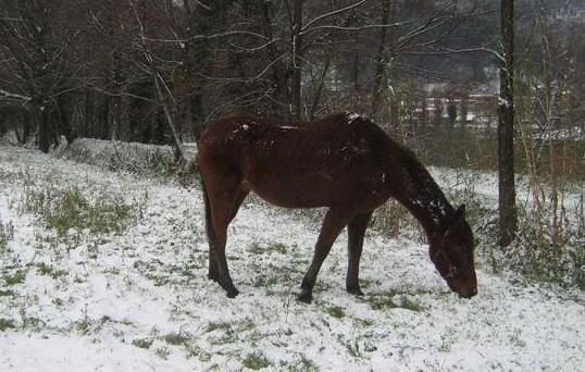 Addio a Olmo, il cavallo che portò Camaiore in tv